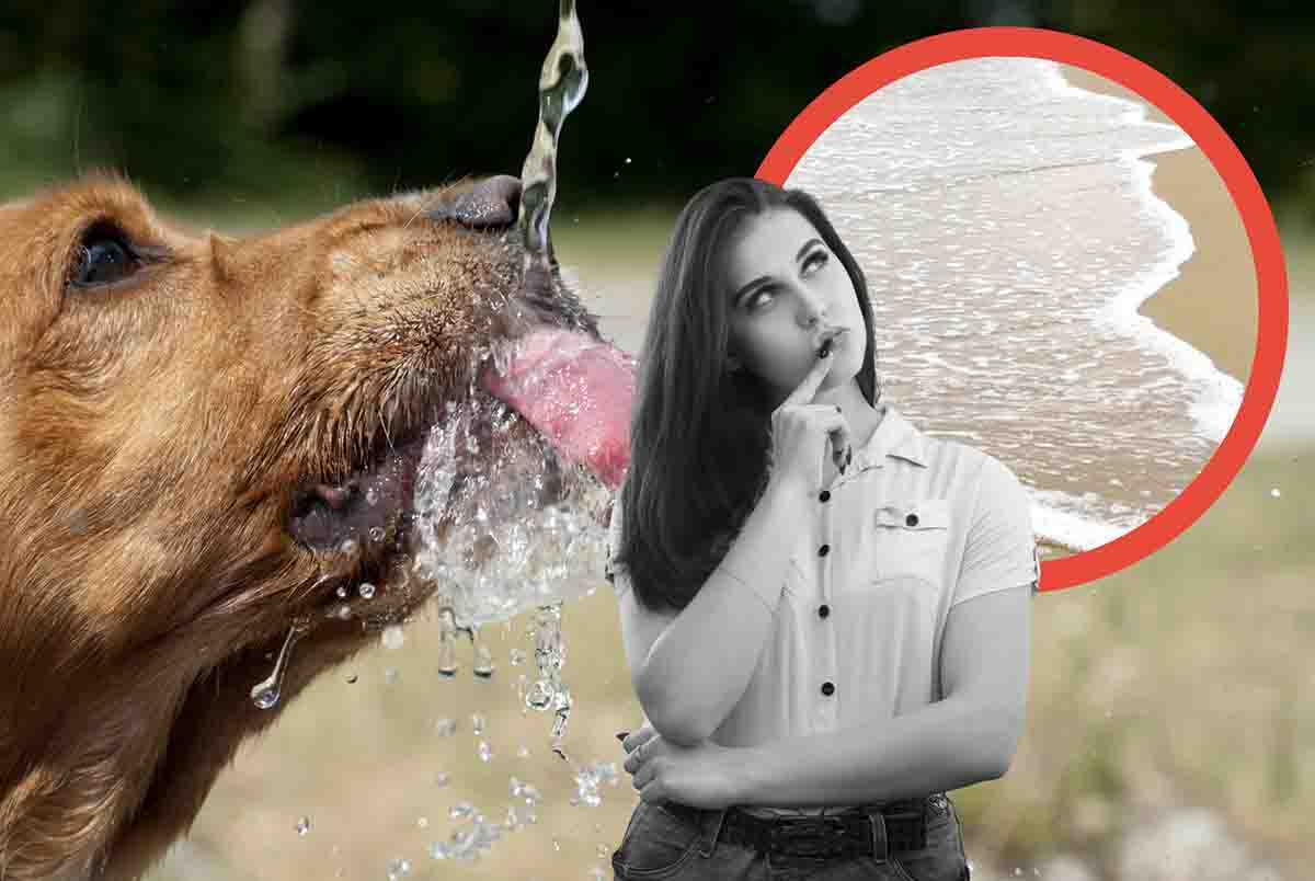 Cane, cosa può succedere se ingerisce troppa acqua salata