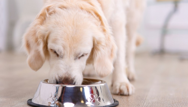 Crocchetta per cani: come scegliere il giusto prodotto 