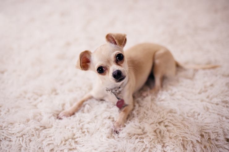 Cane più piccolo al mondo record