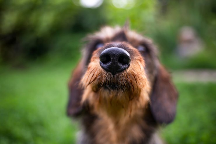 naso del cane troppo freddo perché