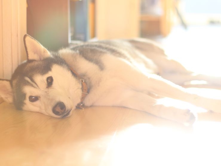 consigli evitare colpo di calore cani