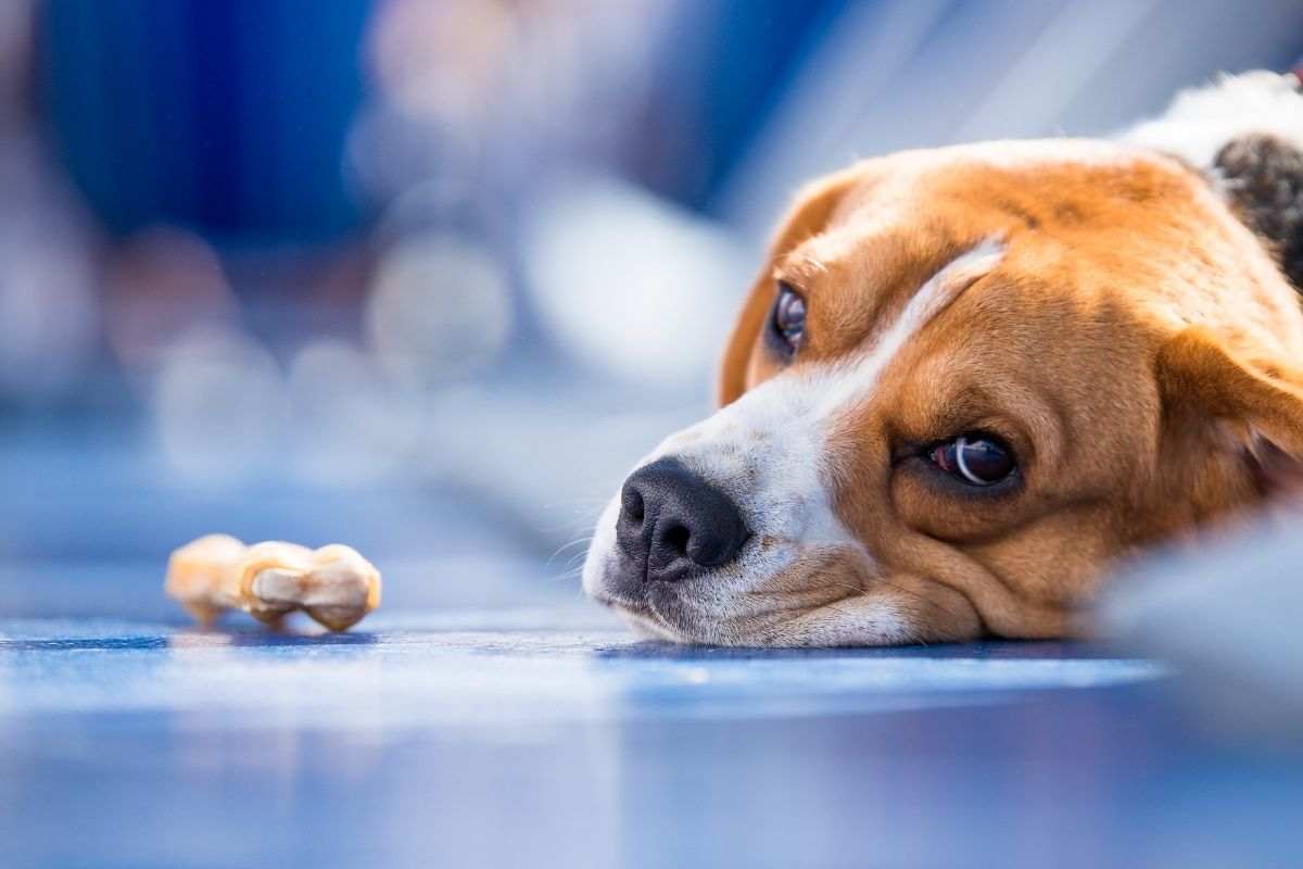 come capire se il cane ha una torsione gastrica