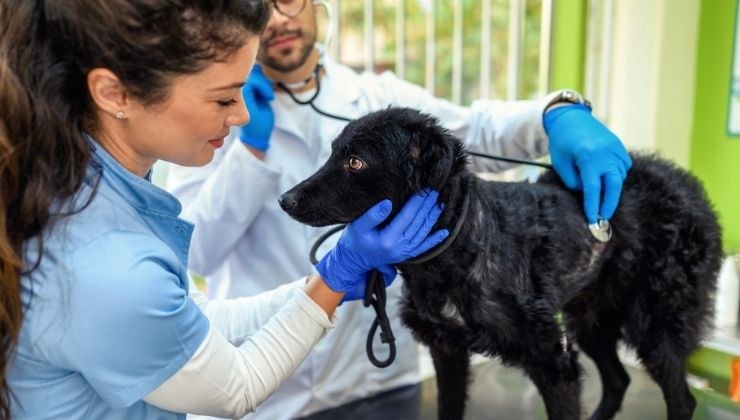 torsione gastrica, una condizione pericolosa per il cane