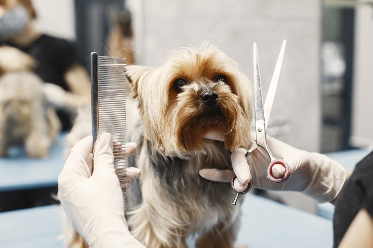 i rischi della tosatura del pelo del cane