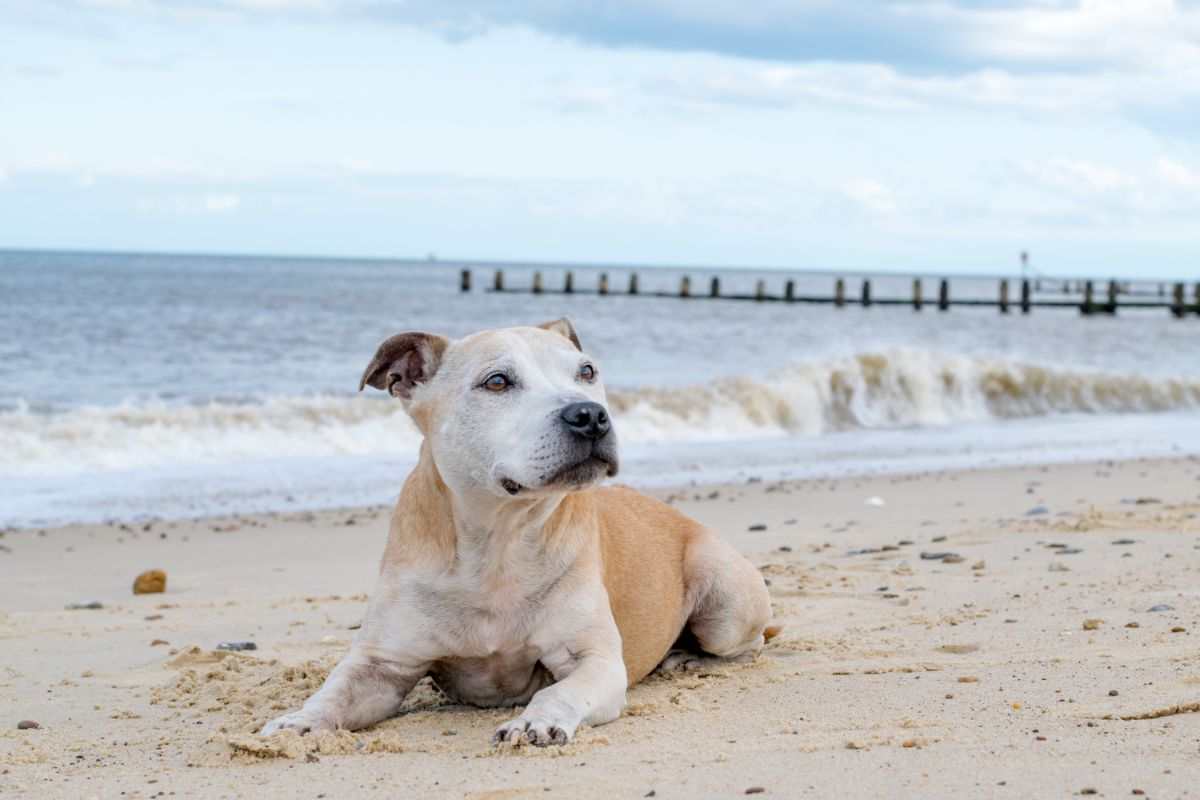 cane vacanza