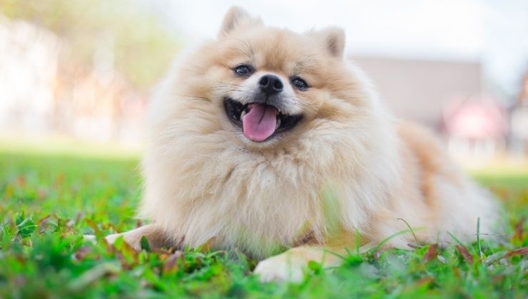 il pomeranian è il cane più amato dai vip