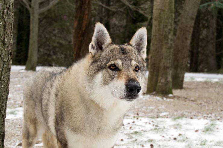 Qual è la differenza dei cani moderni con quelli antichi, scoperta