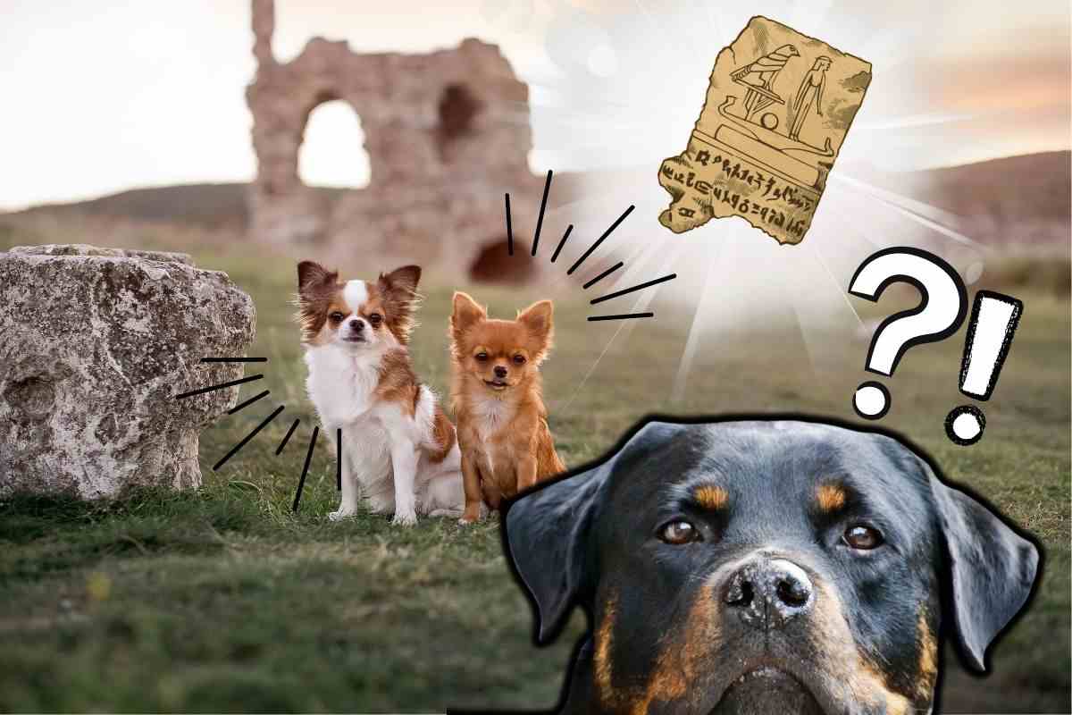 Scoperta la differenza tra i cani antichi e moderni