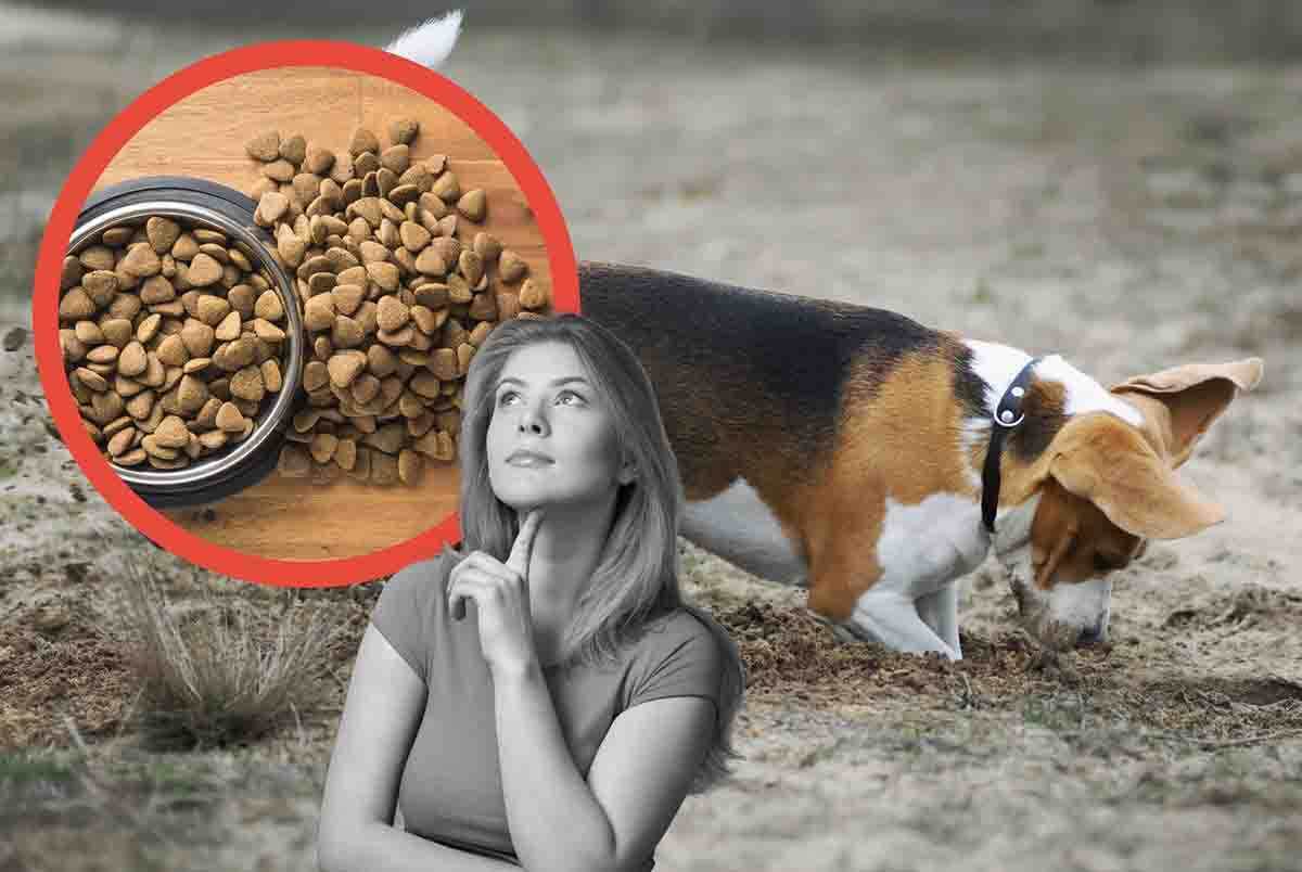 perché il cane nasconde il cibo sotto la terra