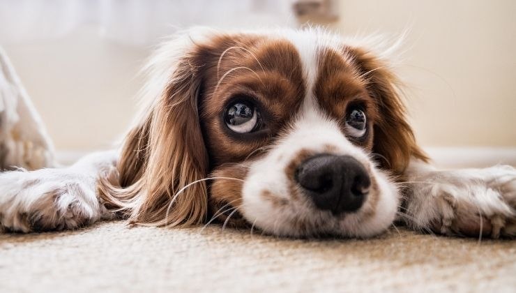 come riconoscere i parassiti nel cane