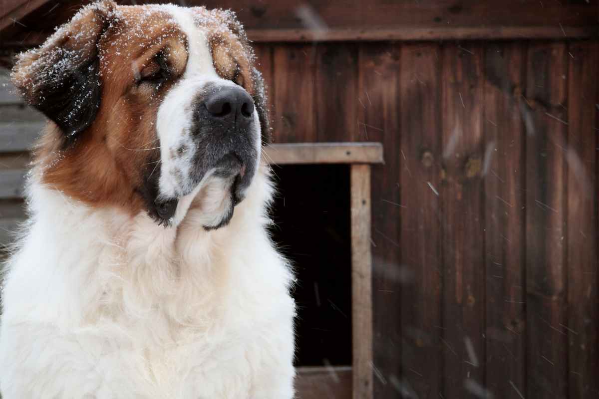 Cani più grandi esistenti