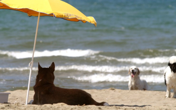 per non far bere acqua salata al cane proteggerlo dal caldo