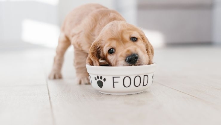 perché il cane nasconde il cibo 