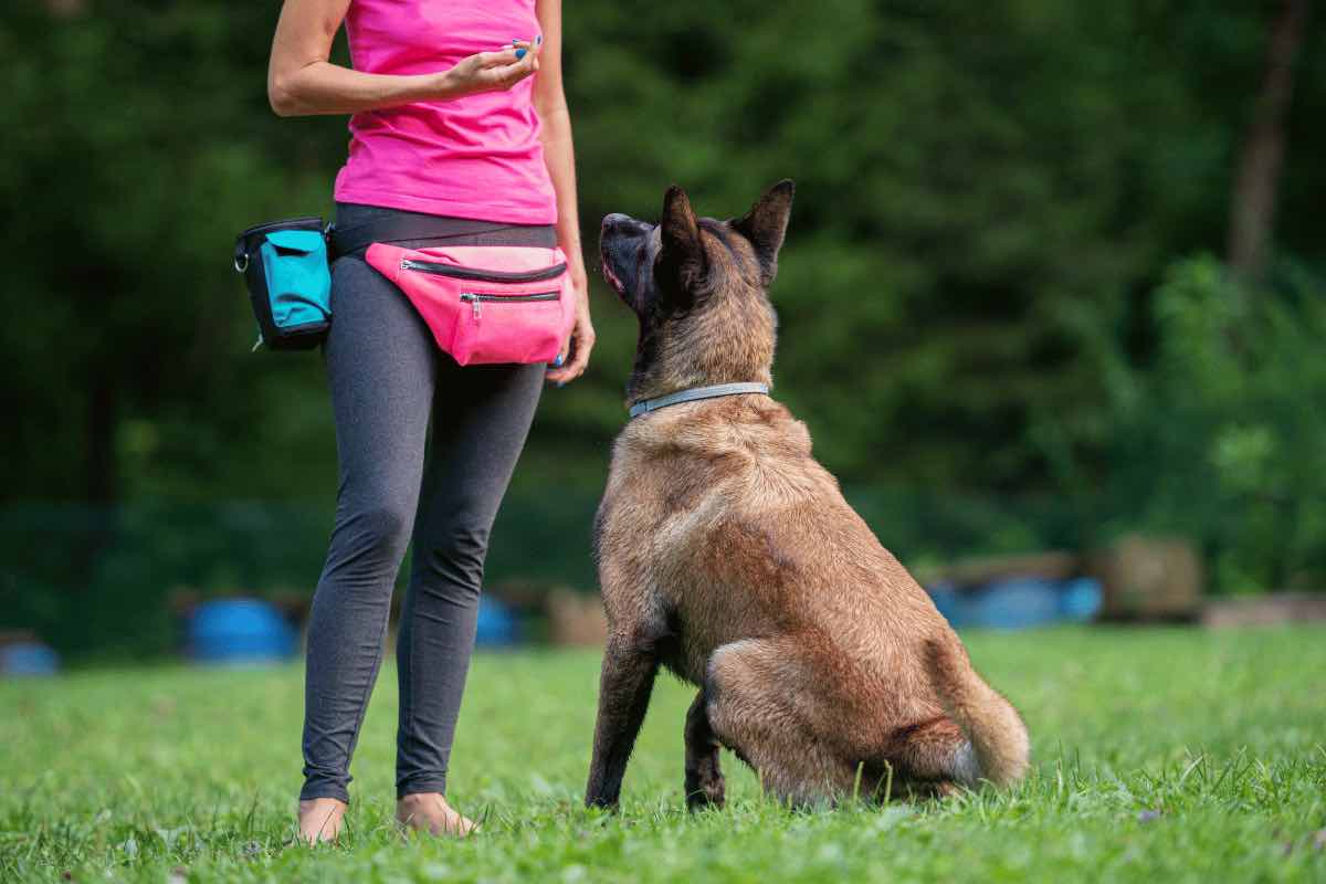 come diventare addestratore cinofilo e qual è il guadagno