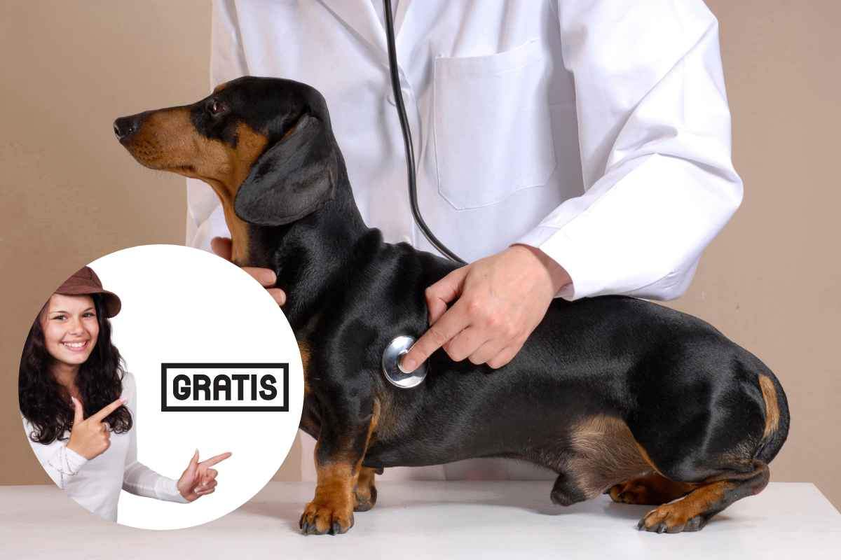 cure dal veterinario gratis_