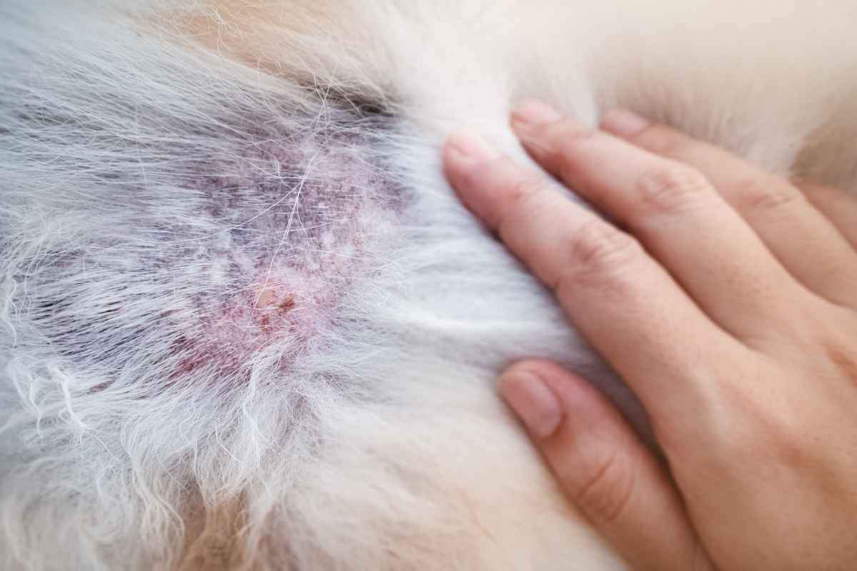 Cane Affetto Da Dermatite Cause Come Riconoscerla E Cure Cura Del Cane