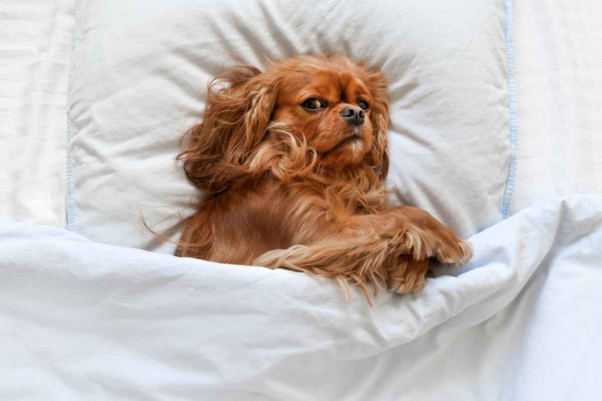 Dormire nel letto con il cane