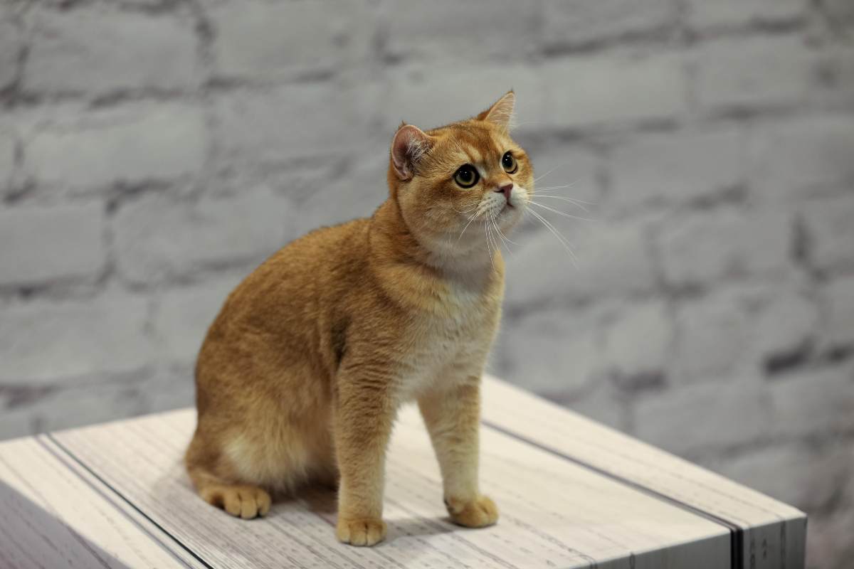 che succede se il gatto cade dal quarto piano