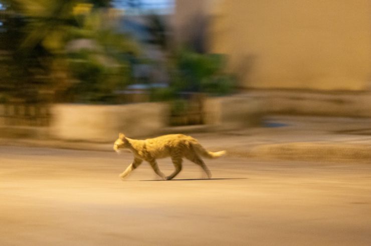 gatto attraversa la strada