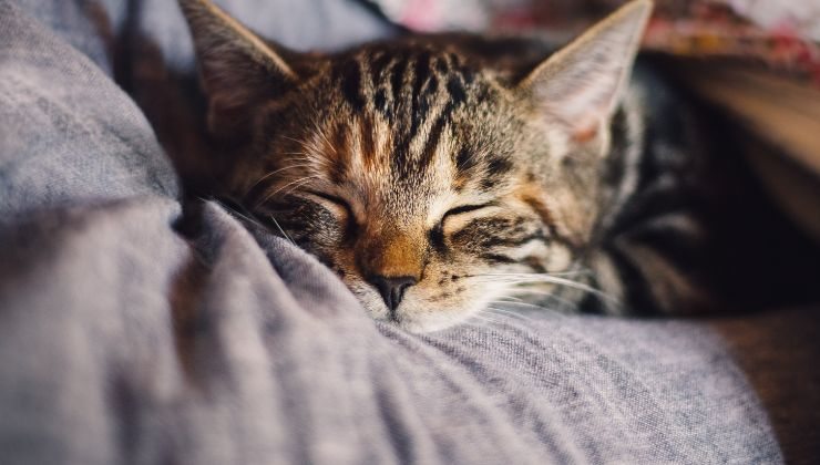 come introdurre un gatto in casa