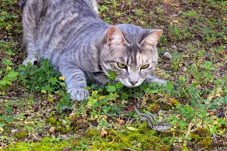 gatto caccia prede