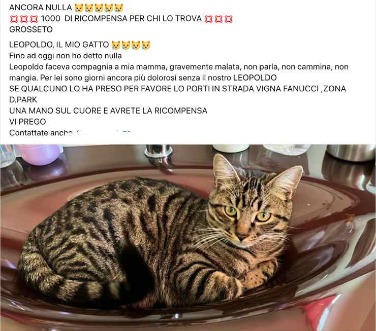 L'appello per trovare gatto Leopoldo