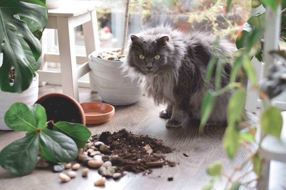 tenere lontani animali domestici da piante