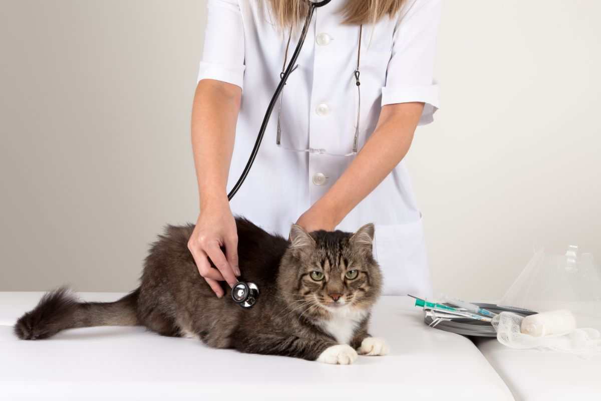 gatto veterinario 