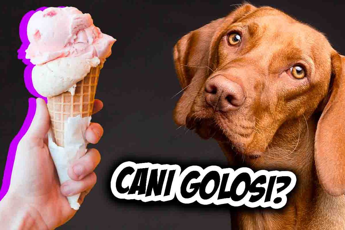 Gelato o ghiacciolo al cane