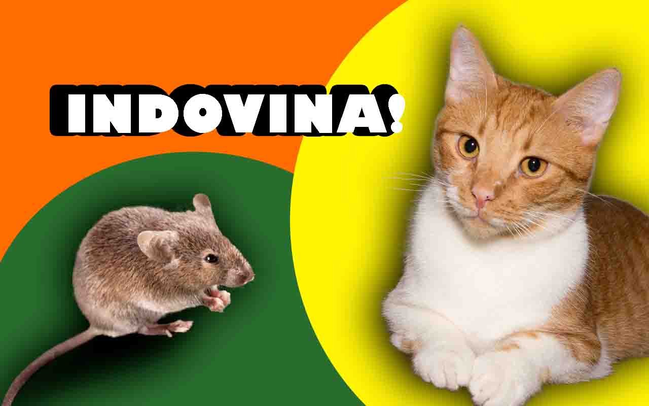 prova anche tu l'indovinello del topo e del gatto