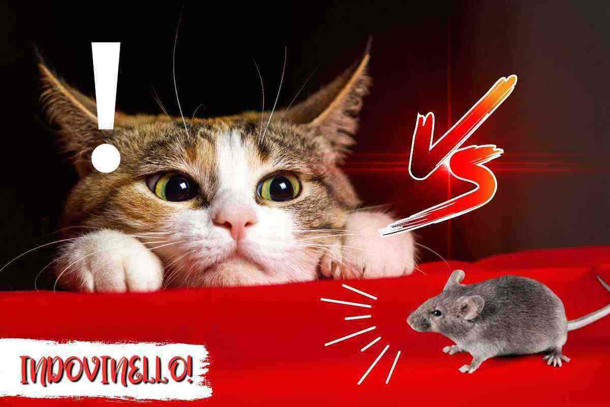 indovinello del gatto e del topo, riesci a risolverlo?