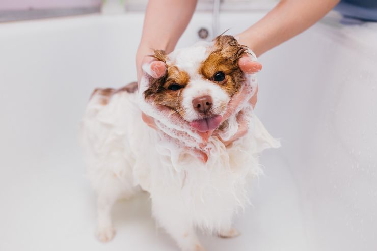 fare la toeletta al cane a casa