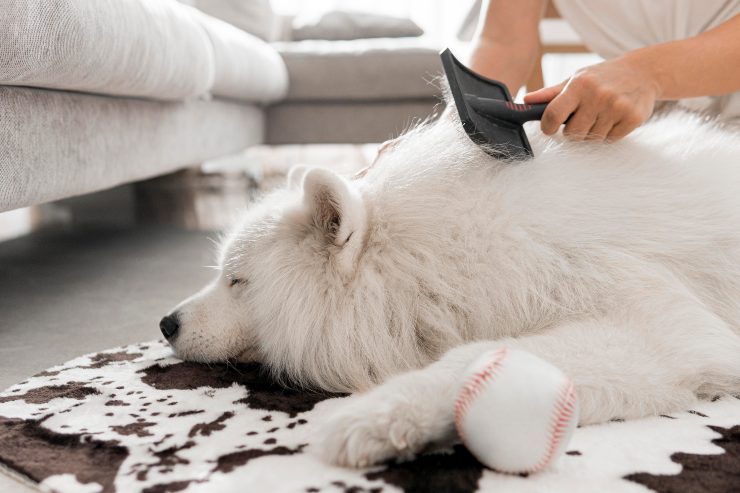 curare il pelo del cane