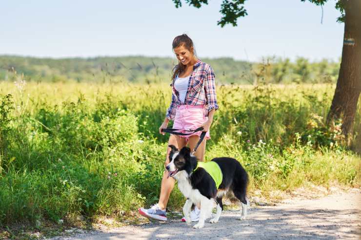 passeggiata cane pericolosa