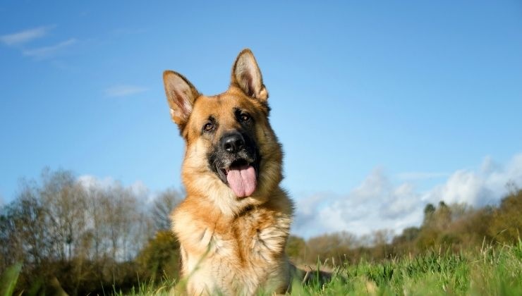 Cane salva bambino, il video fa il giro del web