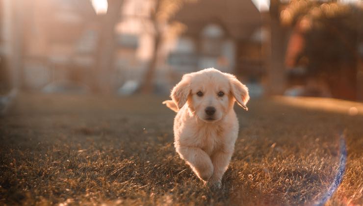 Fai così per risolvere il problema dei peli di animali in casa