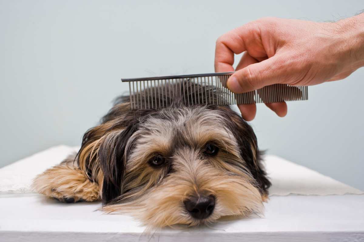 fare la toeletta al cane da solo