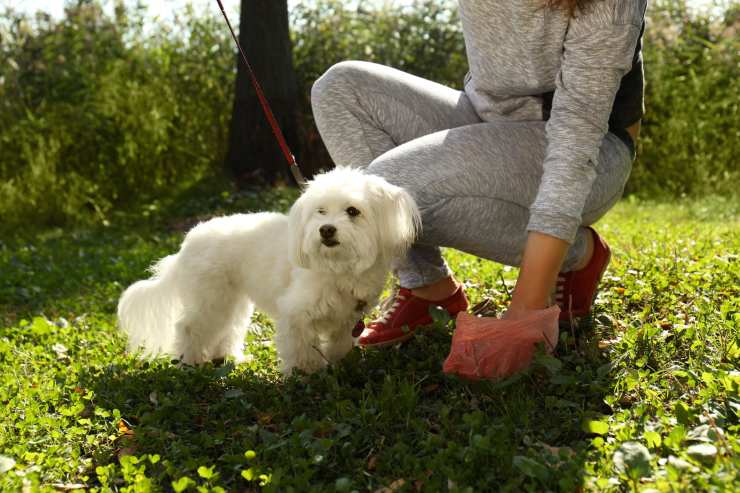 raccogli i bisognini del cane