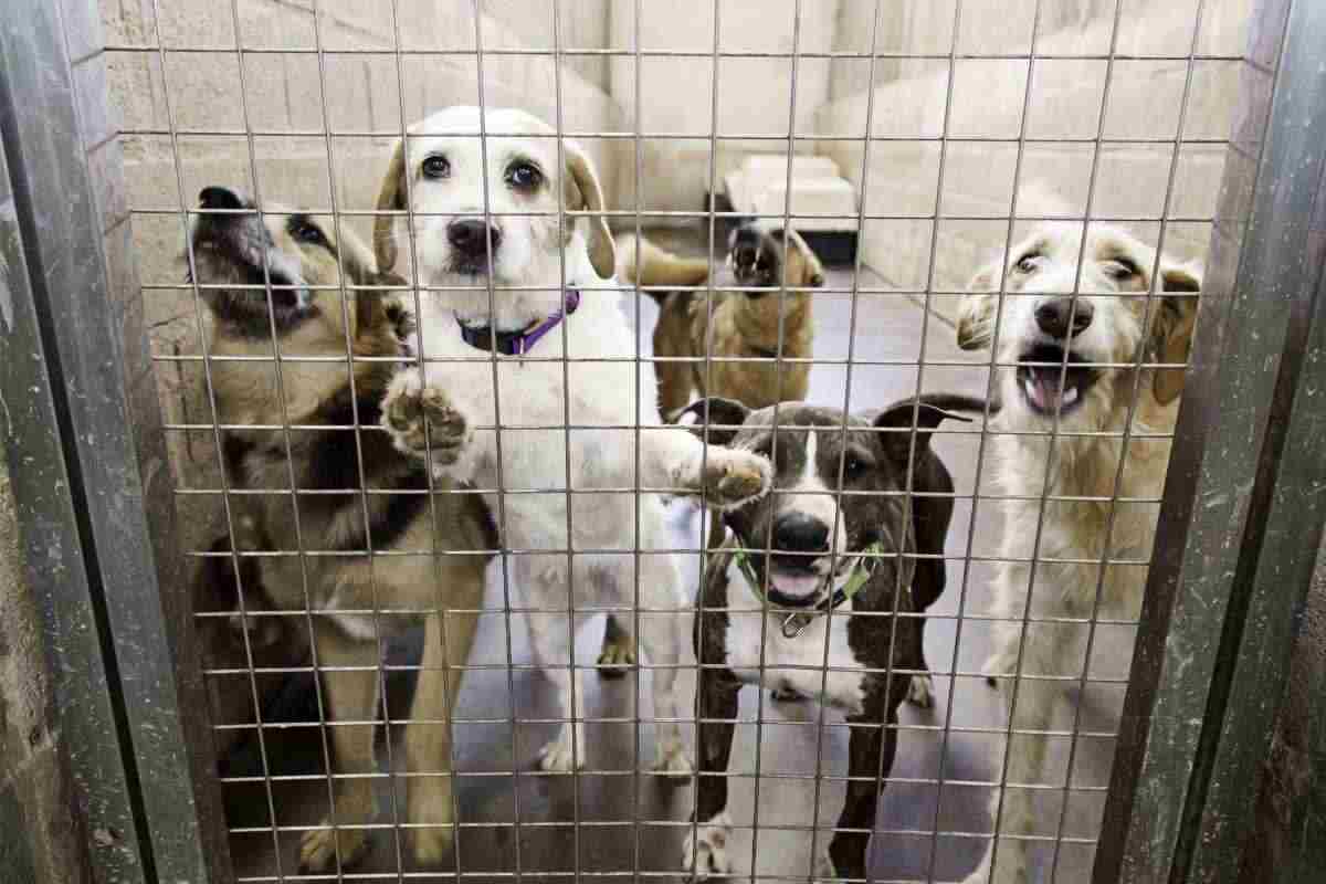 salva un cane dal canile,risparmi sulla Tari