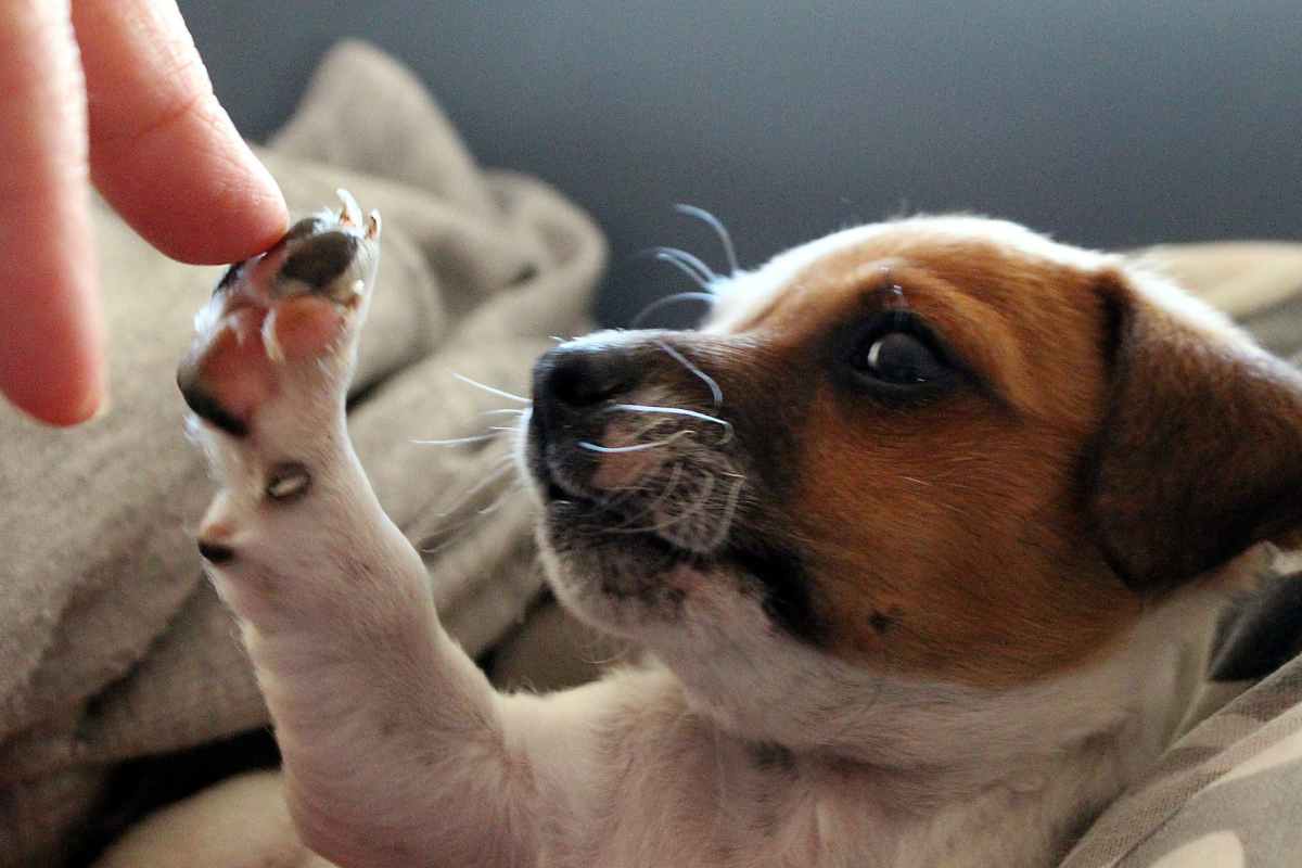 Storia cane ha commosso il mondo intero