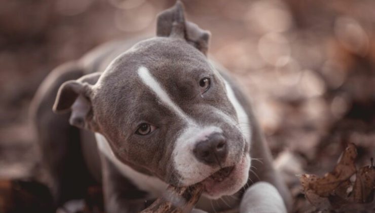 Persona salva un cane intrappolato in una scatola