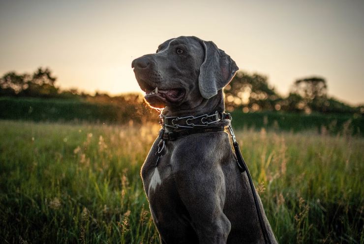 Il Weimaraner non è un cane per tutti