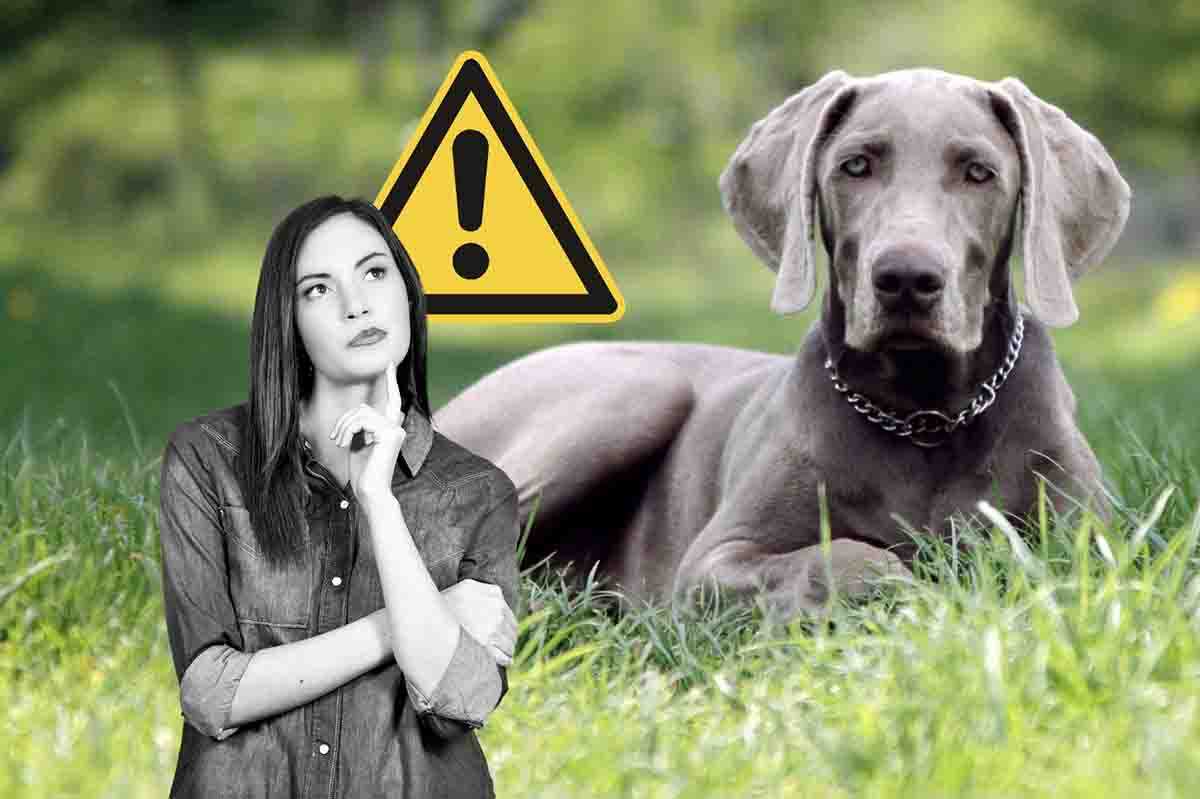 Weimaraner il cane della pubblicità più desiderato