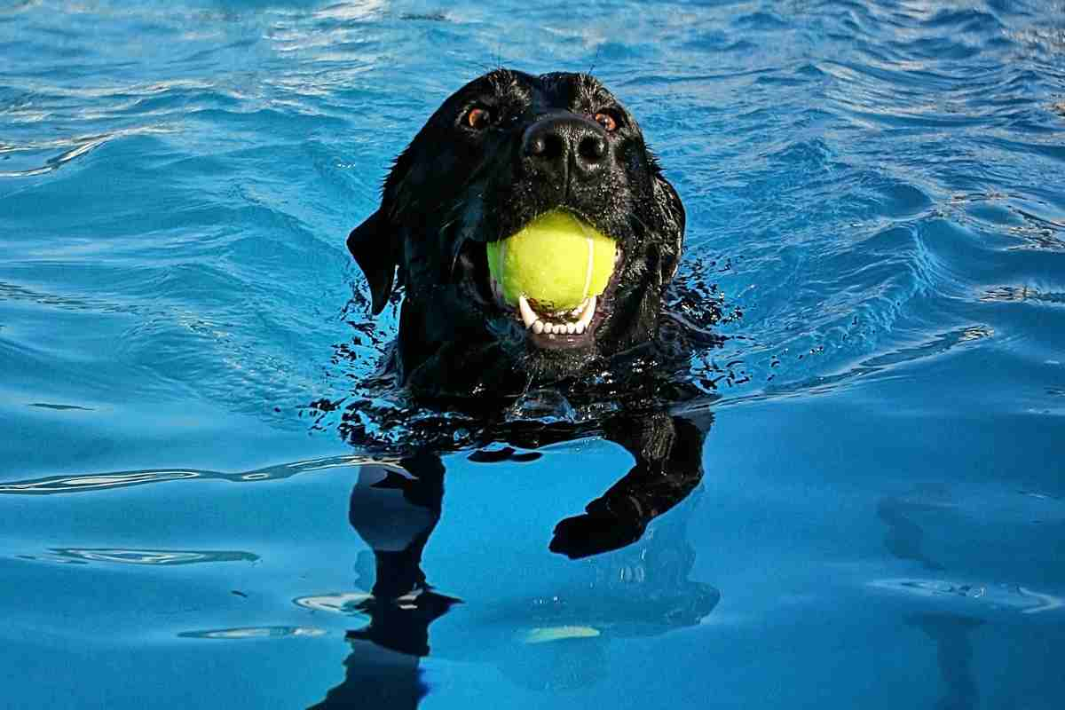 Cani in piscina cloro si no 