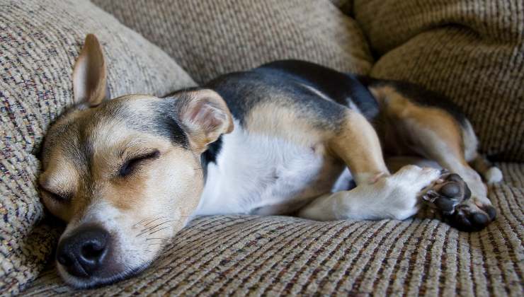 Cane, cosa disturba il suo sonno e come intervenire