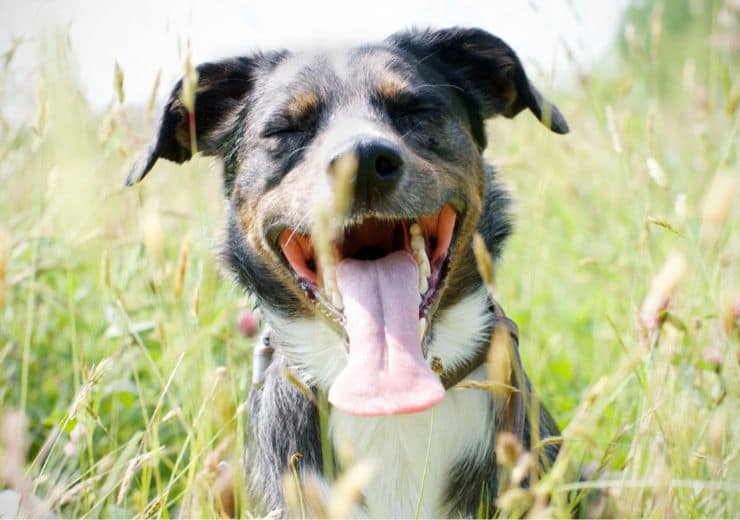 Cane: colpo di calore