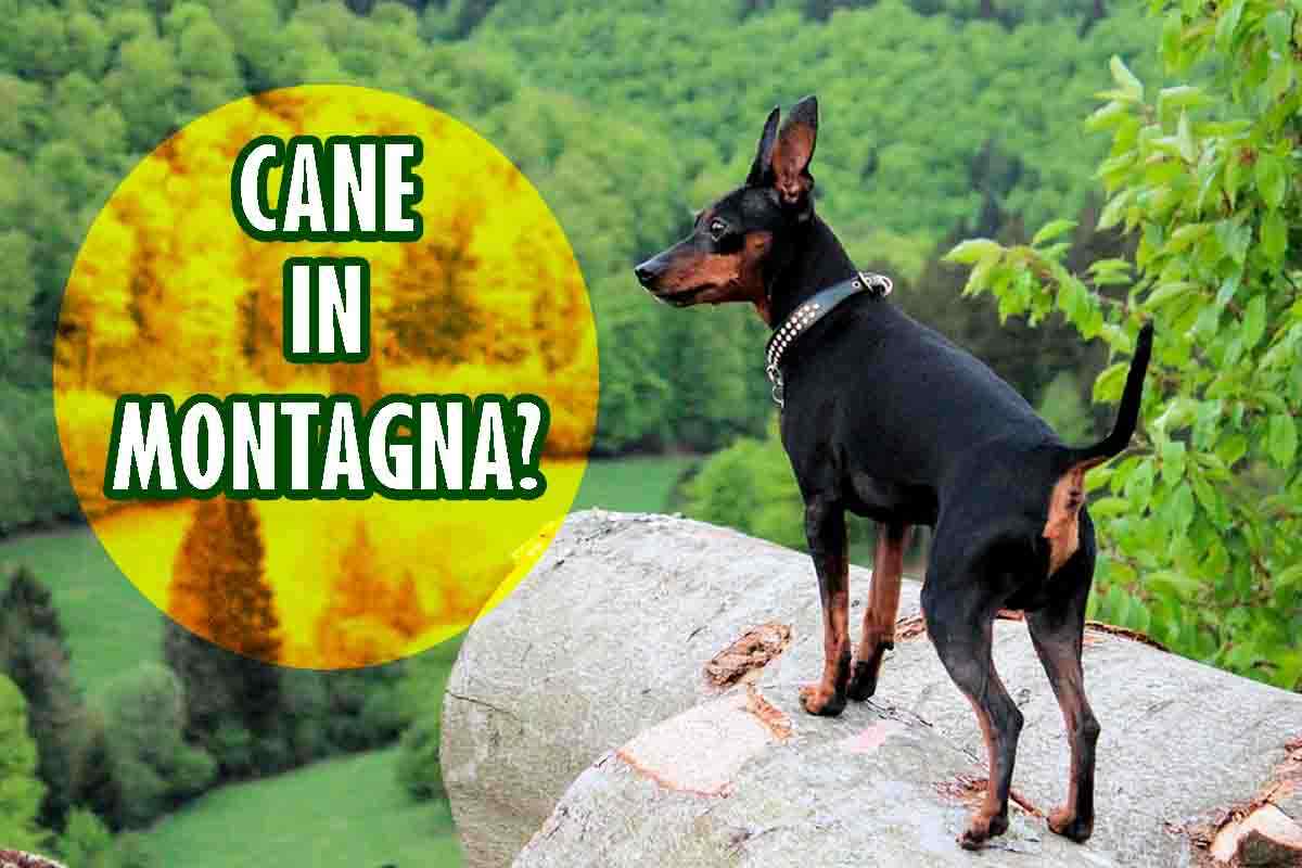 Cosa devi fare se porti il tuo cane in montagna