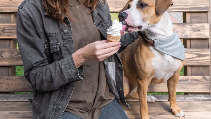 Cani, gelato ed eventuali rischi del mangiarlo