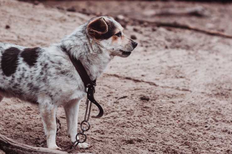 Cane piante tossiche 