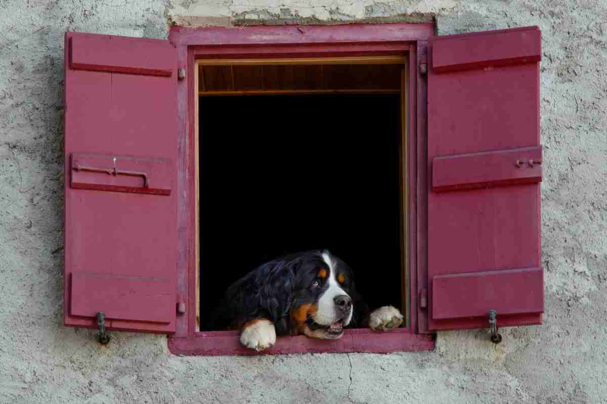 Cane piante tossiche